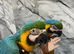 HandReared Friendly Baby Super Tame Cuddly Blue & Gold Macaw Parrot,11