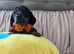 5Miniature duschund puppies