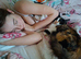 Beautiful willow norwegian forest cross maine coon
