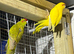 Variety of birds in need of a new home