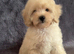 Stunning Cavapoo puppies