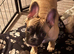 French bulldogs