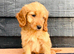 Miniature Golden Doodle Litter