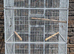 Large Bird Cage For Sale