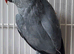 Beautiful DF Dark Grey Blue Ringneck Talking Parrot