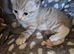 Ragdoll x kittens