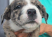 Border collie cross cane corso