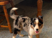5 tri colour and blue Merle border collies looking for lovely homes