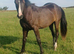 Quality Gelding to make 16hh+
