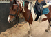 India 12.2 pony in Norwich