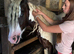 14&rsquo;1hh - 8yo - Mare