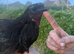 Ayami cemani cockerel