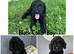 Stunning F1 cockapoo puppies READY NOW