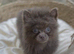 POMERANIAN PUPPY LAVENDER (REDUCED)