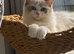 Ragdoll kittens