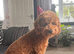 2 year old beautiful boy for stud