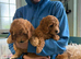 Cavapoo pups