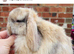 Pure bred pedigreed baby mini lops