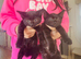 kittens black two boys