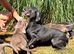 Chunky Silver & Charcoal Labrador Retriever Puppies
