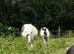 Gorgeous mare and foal
