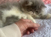 Ready Now*GCCF Reg. Persian Kitten