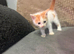 2 gorgeous male kittens for sale