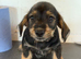 Ready to go Schnoxie pups ,
