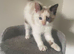 Beautiful female kitten