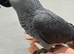 African Grey Baby Hand-Reared with Cage
