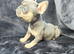 Beautiful Frenchie Pups