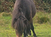 Gorgeous Bay Yearling Mini Shetland Colt