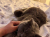 Male british shorthair