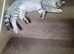 Silver spotted Scottish Fold