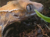 Baby crested gecko