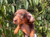 Long hair miniature dachshund