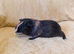 Bonded males