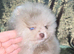 CHIAO LI YA plush merle beautiful lineage pomeranian