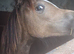 Yearling Section A filly