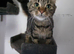 Sweet mixed breed male cat looking for a loving forever home