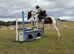 15hh Skewbald Sports Horse