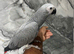 Baby Handreared Friendly Super Tame Cuddly Congo African Grey Parrot,4
