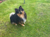 10 months old boy looking forever home