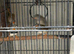 Zebra Finches
