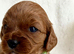 Adorable miniature F1 red Cavapoo puppies