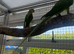 Alexandrine male