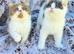 Cinnamon Tica reg British shorthair kittens