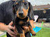 Beautiful Dachshund Puppies – Ready Now
