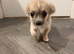 Pure chihuahua puppy