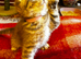 6 Scottish Fold kittens ready for their new homes